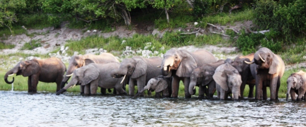 Sundowners with the elephants of Chobe.