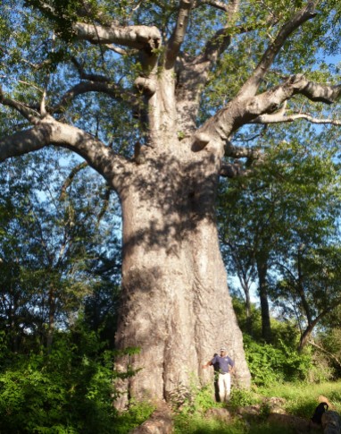 The Grandad of Baobab trees, Impalila Island.